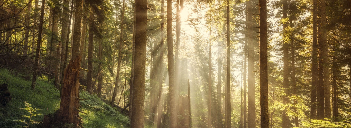 A serene forest bathed in sunlight, with tall trees reaching towards the sky and sunbeams filtering through the canopy, creating a mystical and peaceful atmosphere.

